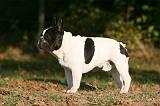 BOULEDOGUE FRANCAIS 1145